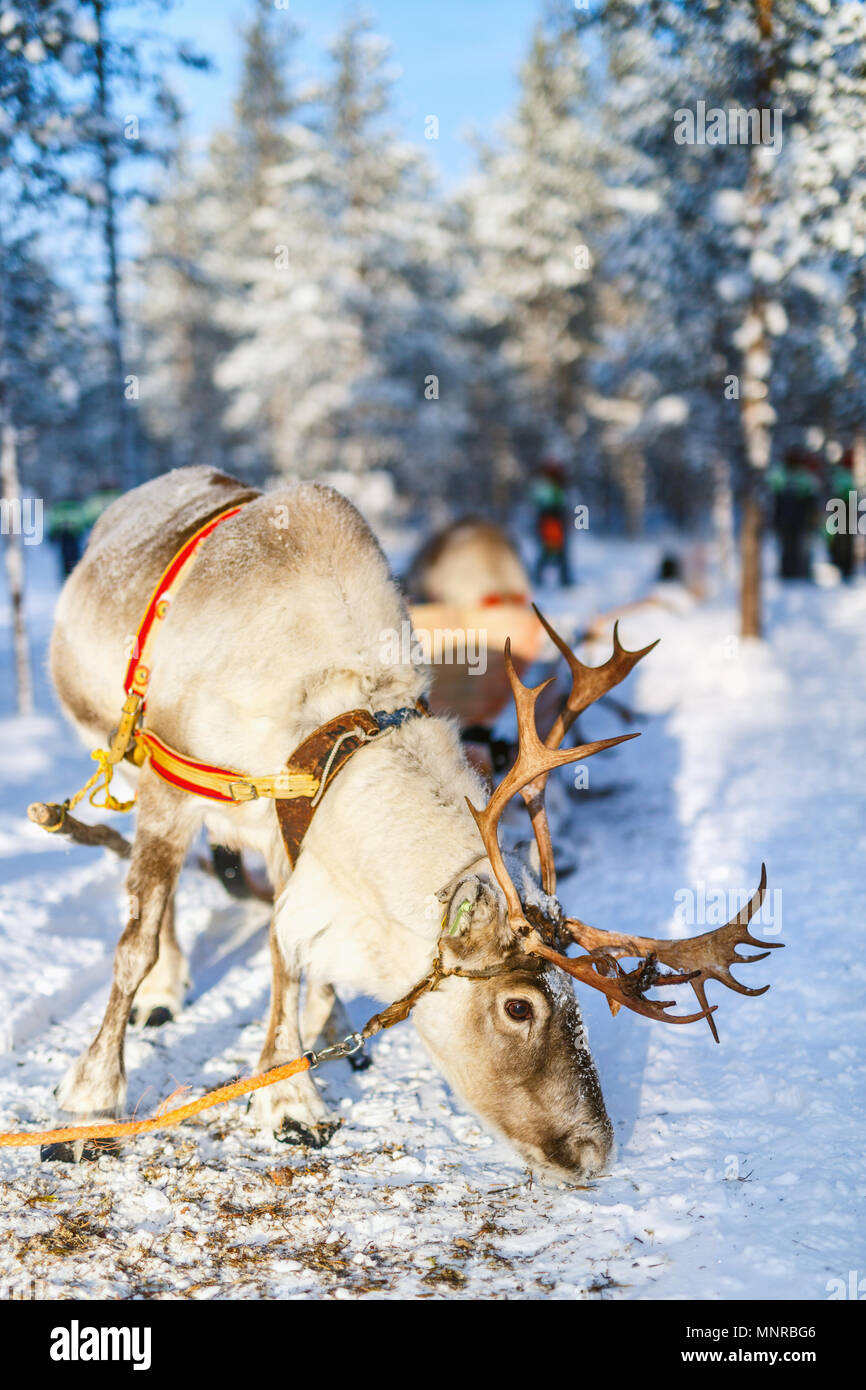 Safari de renos en un bosque de invierno en Laponia finlandesa Foto de stock