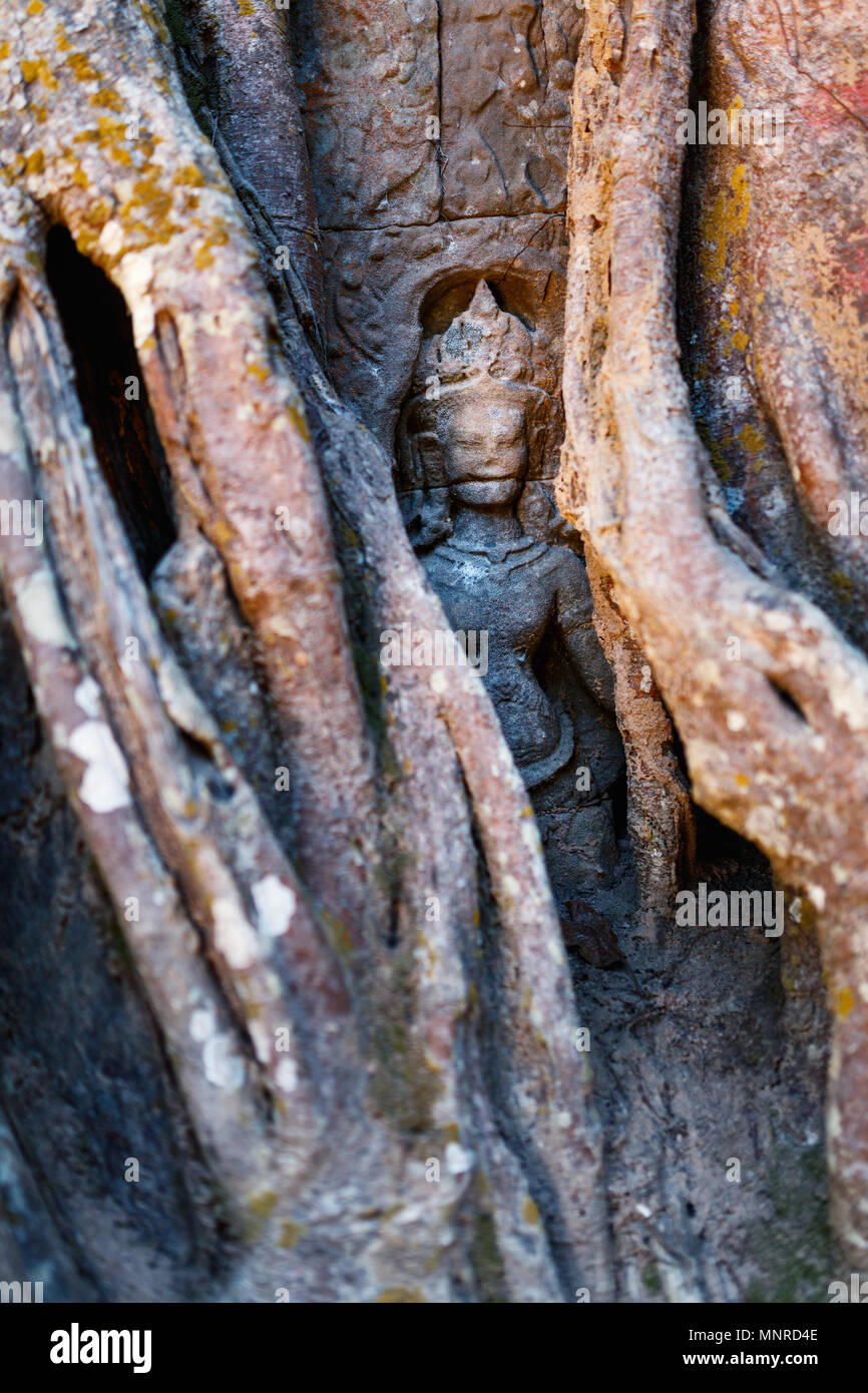 La antigua estatua de piedra escondida en las raíces del árbol en la zona arqueológica de Angkor en Camboya Foto de stock