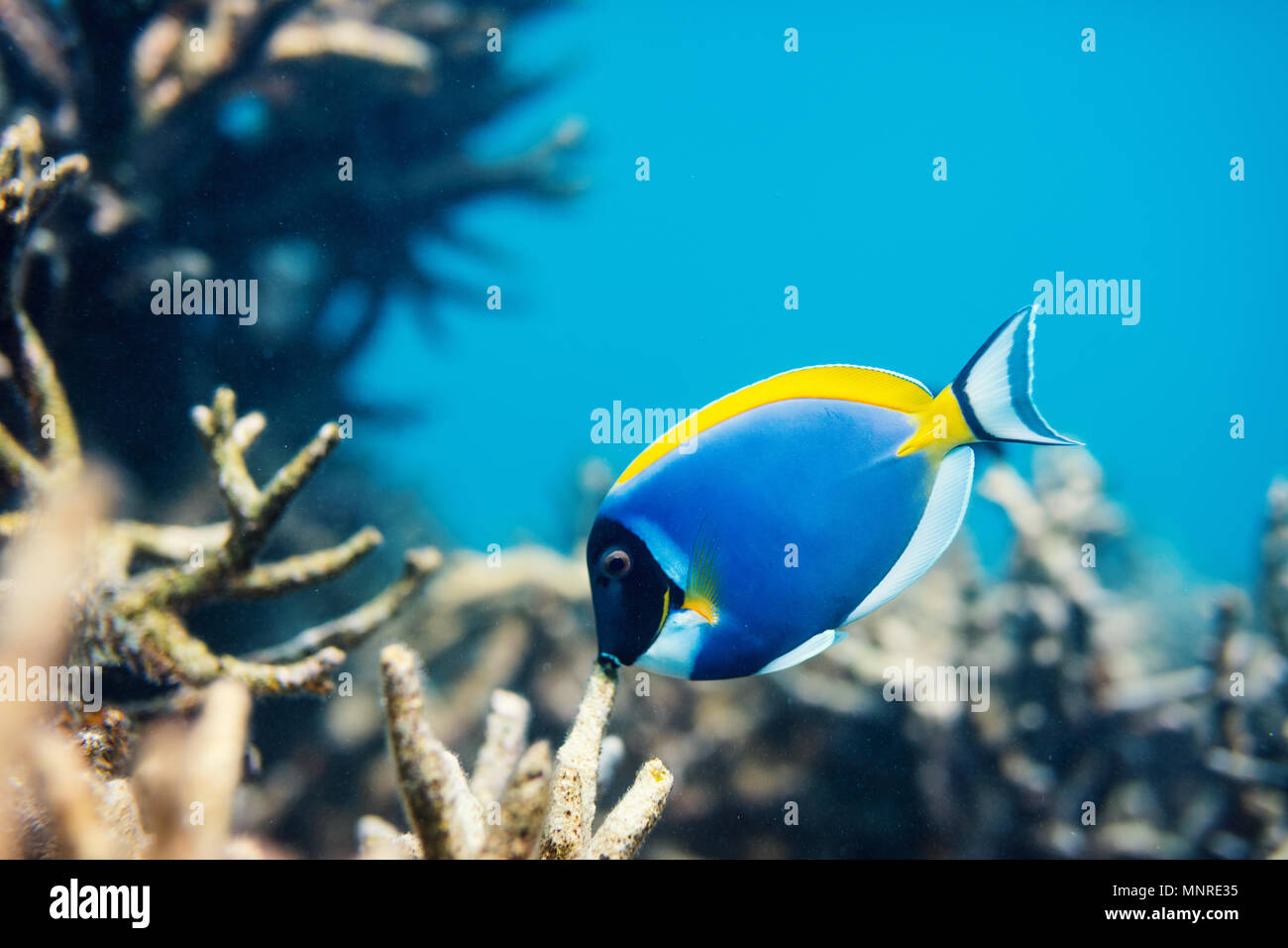 Hermoso colorido de los arrecifes de coral y peces tropicales bajo el agua en Maldivas Foto de stock