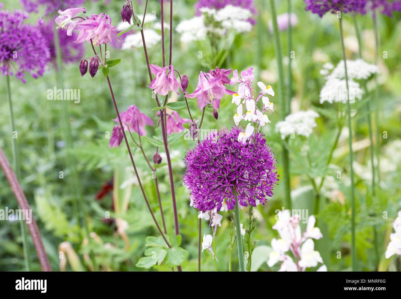 Allium 'Purple sensation" y Aquilegias en spring garden. Foto de stock