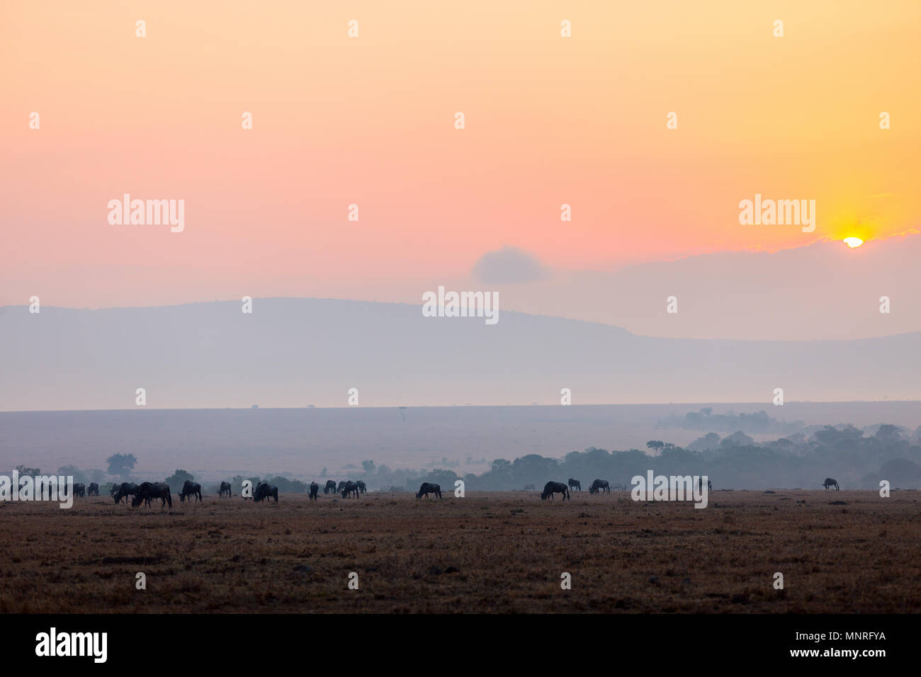 Los ñus muy temprano en la mañana en Masai Mara, Kenya Foto de stock