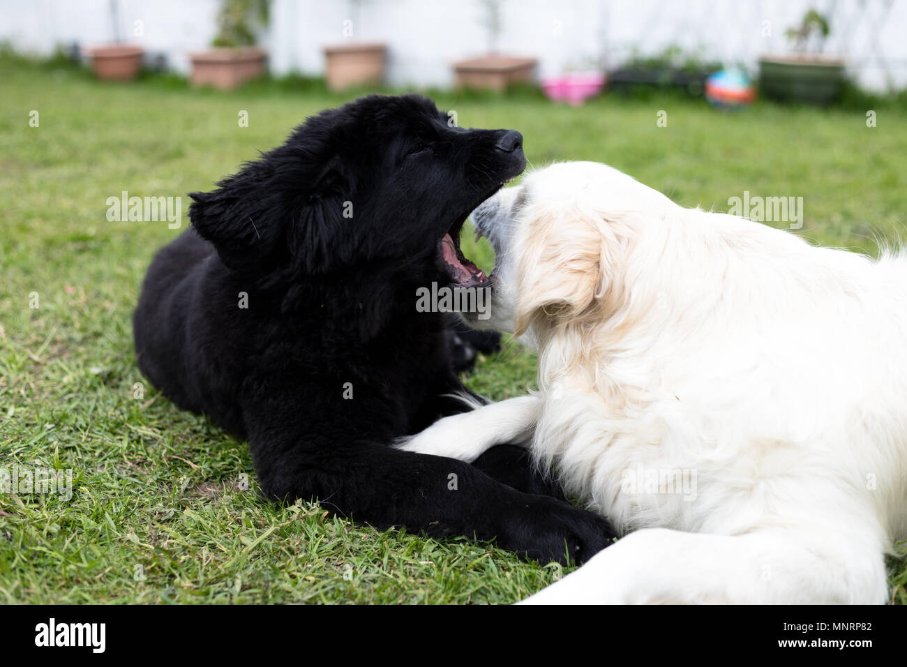 Terranova cachorro de raza negra jugando con un perro adulto golden  retriever blanco Fotografía de stock - Alamy
