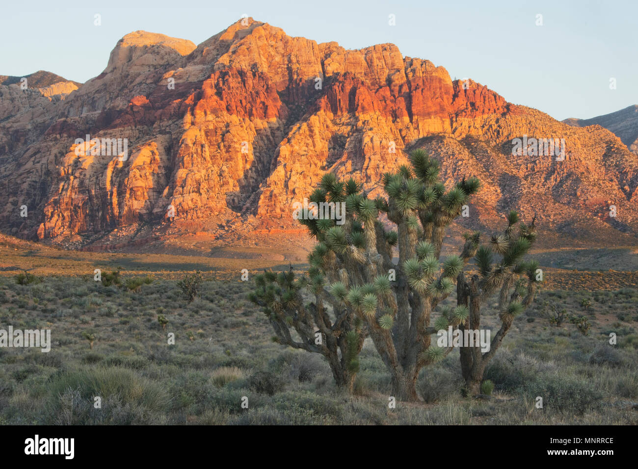 Joshua Tree y Escarpment al amanecer, el Area de Conservación Nacional de Red Rock Canyon, Las Vegas, Nevada Foto de stock