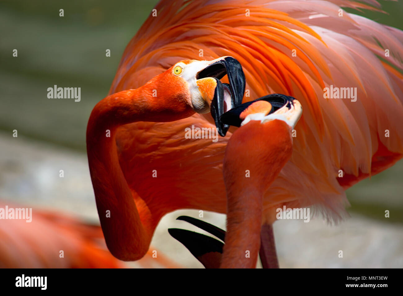 Dos Flamingos con picos tocando en el Zoo de San Diego Foto de stock