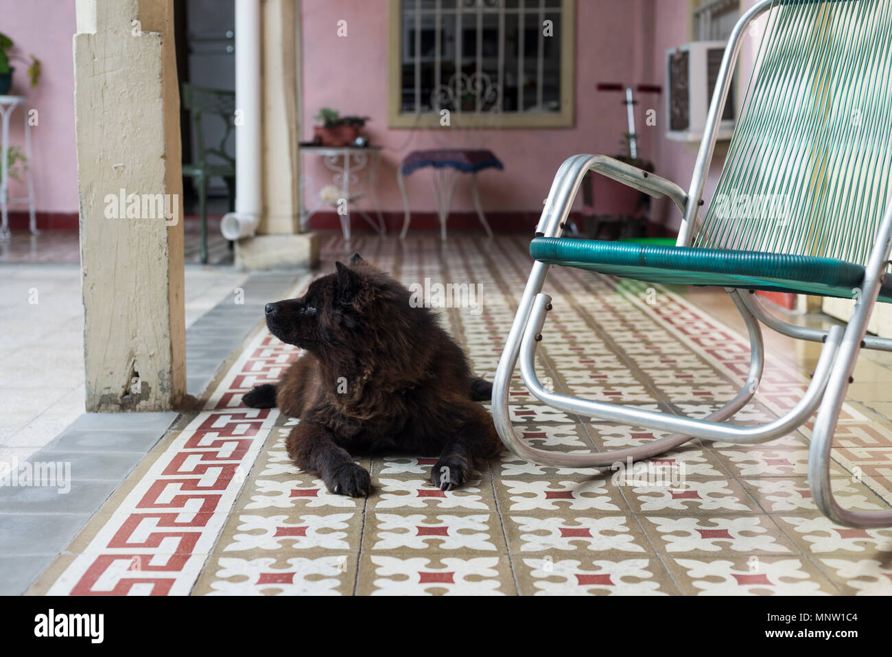 La casa de huéspedes de la mascota perro escalofriante en la veranda Foto de stock