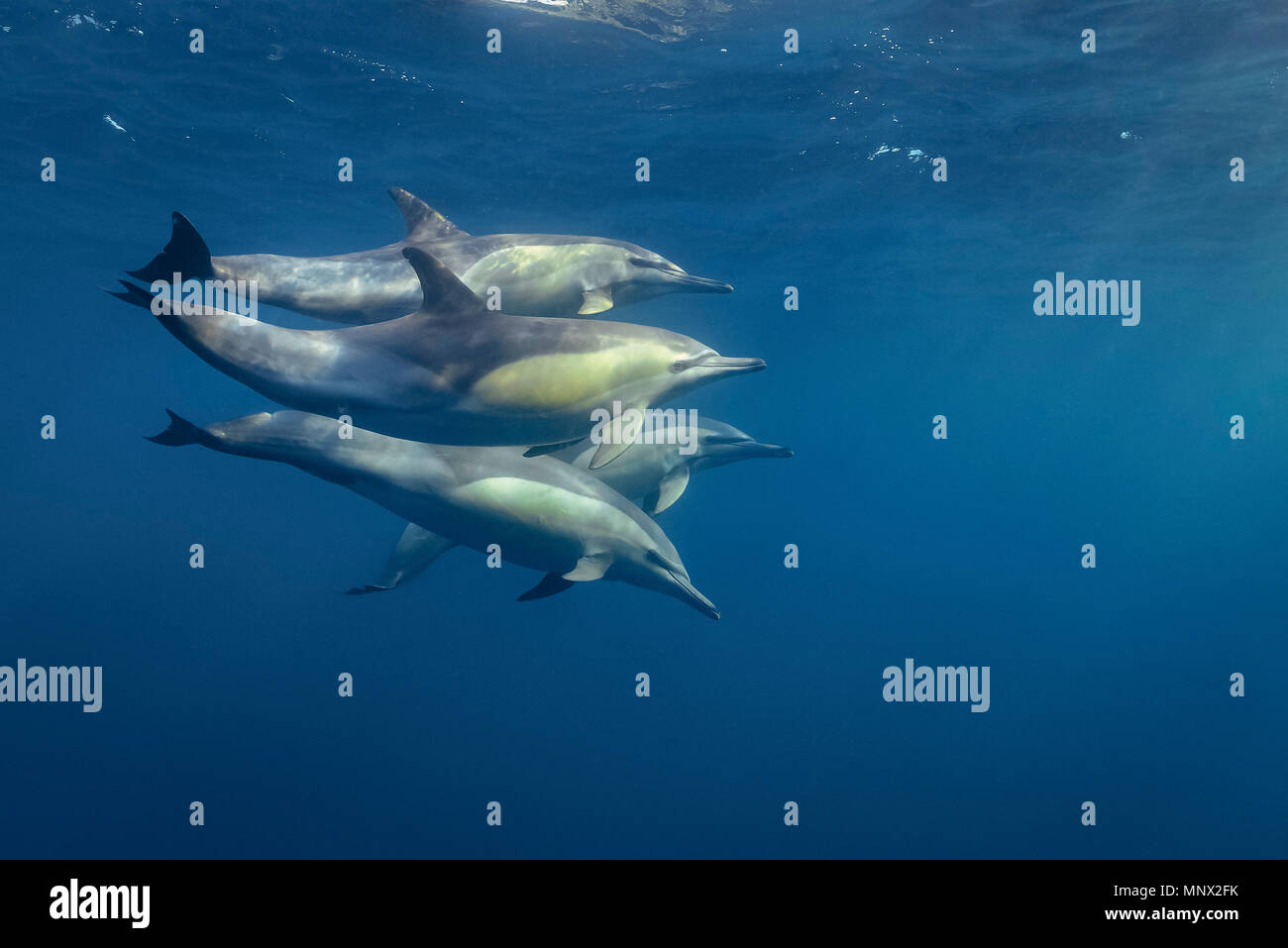 Larga picuda, delfín común Delphinus capensi, pod, Sudáfrica, Porth Elisabeth, la Bahía de Algoa, Océano Índico Foto de stock