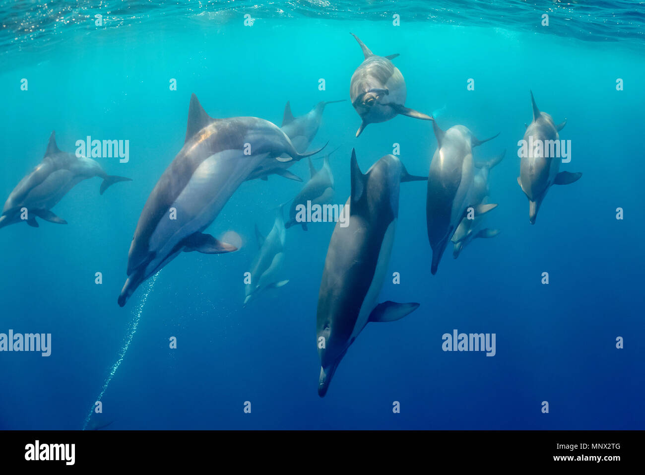 Larga picuda, delfín común Delphinus capensi, pod, Sudáfrica, Porth Elisabeth, la Bahía de Algoa, Océano Índico Foto de stock