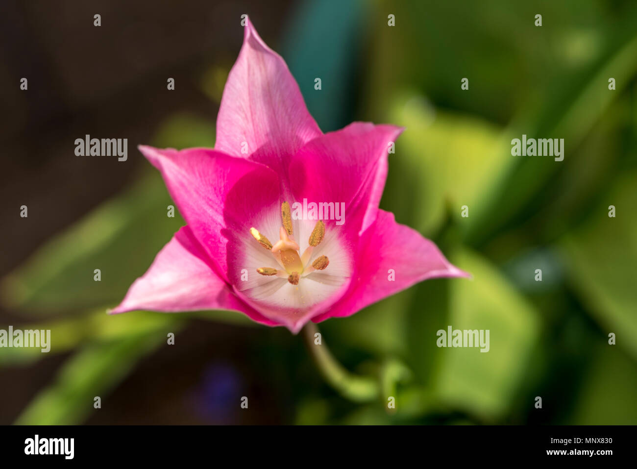Tulipán rosa Foto de stock
