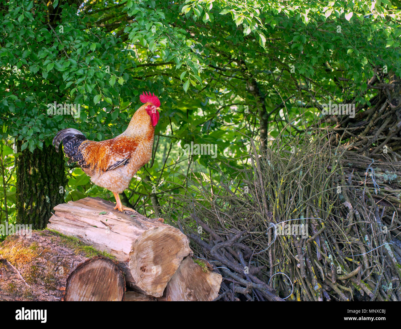 Gallo, gallo en el woodpile. La vida agrícola. Foto de stock