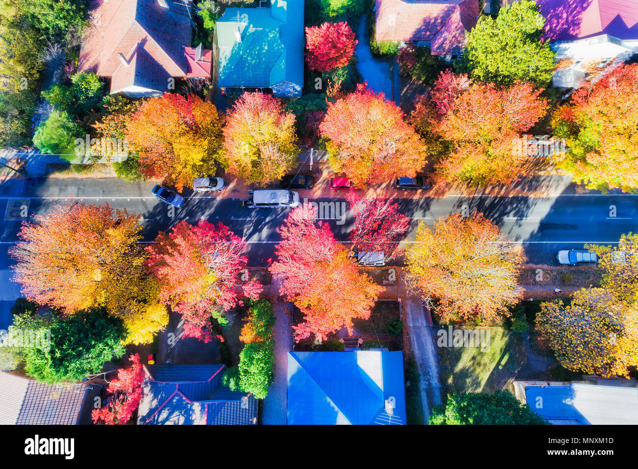 Las bolas brillantes de florecimiento de los árboles de hojas en otoño cuando las hojas son de color rojo, naranja, amarillo. De arriba a abajo mire la calle ciudad de Blackheath en azul mou Foto de stock