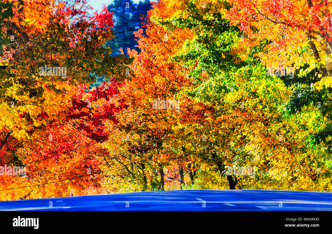 Iluminado por la luz solar brillante exuberante follaje del arce deja de árboles a lo largo de calle en Blackheath ciudad de Montañas Azules, Australia. Altura de otoño deja caer la temporada. Foto de stock