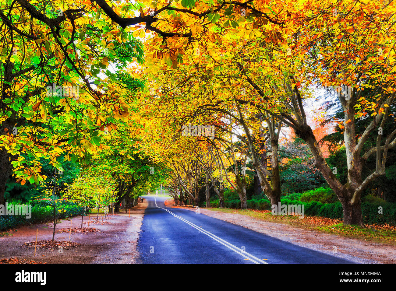 Brillantes hojas de color naranja amarillo cálido cubriendo el asfalto Church road en la ciudad de Monte Wilson de Blue Mountains australianas durante la alta temporada de otoño. Foto de stock