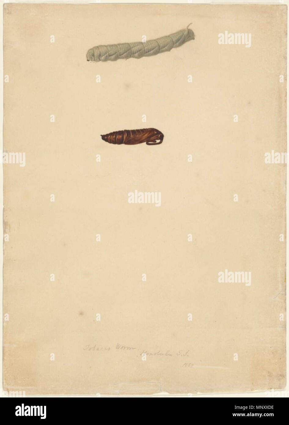 Ingles Tabaco Gusano Honolulu S I P Ej Islas Sandwich Imagen James Gay Sawkins Circa 1852 James Gay Sawkins 1197 Tabaco Gusano Honolulu S I 1851 Acuarela Por James Gay Sawkins Fotografia De Stock Alamy