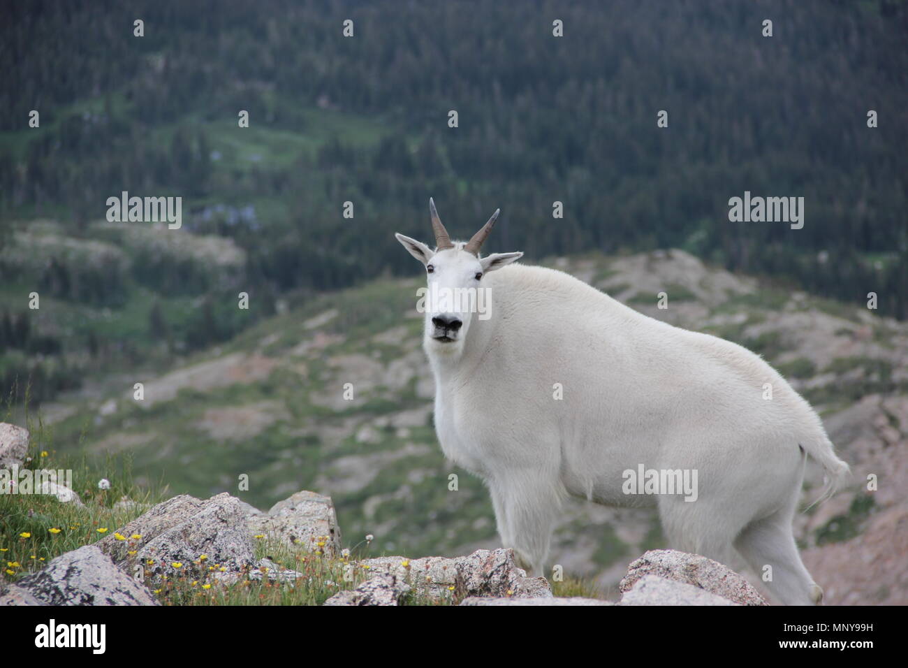 Cabra montés en lo alto de las Montañas Rocosas en busca de comida y un mate Foto de stock