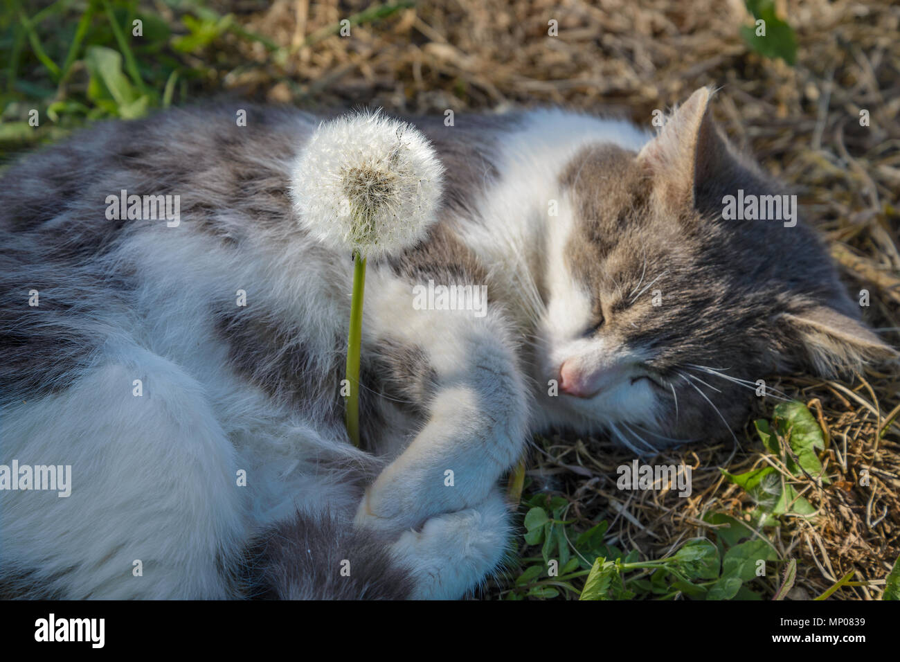 El gato gris duerme abrazando un diente de león Foto de stock