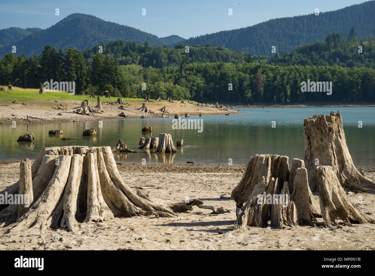 Viejos tocones de árboles de la tala a lo largo de un lago en el estado de Washington Foto de stock