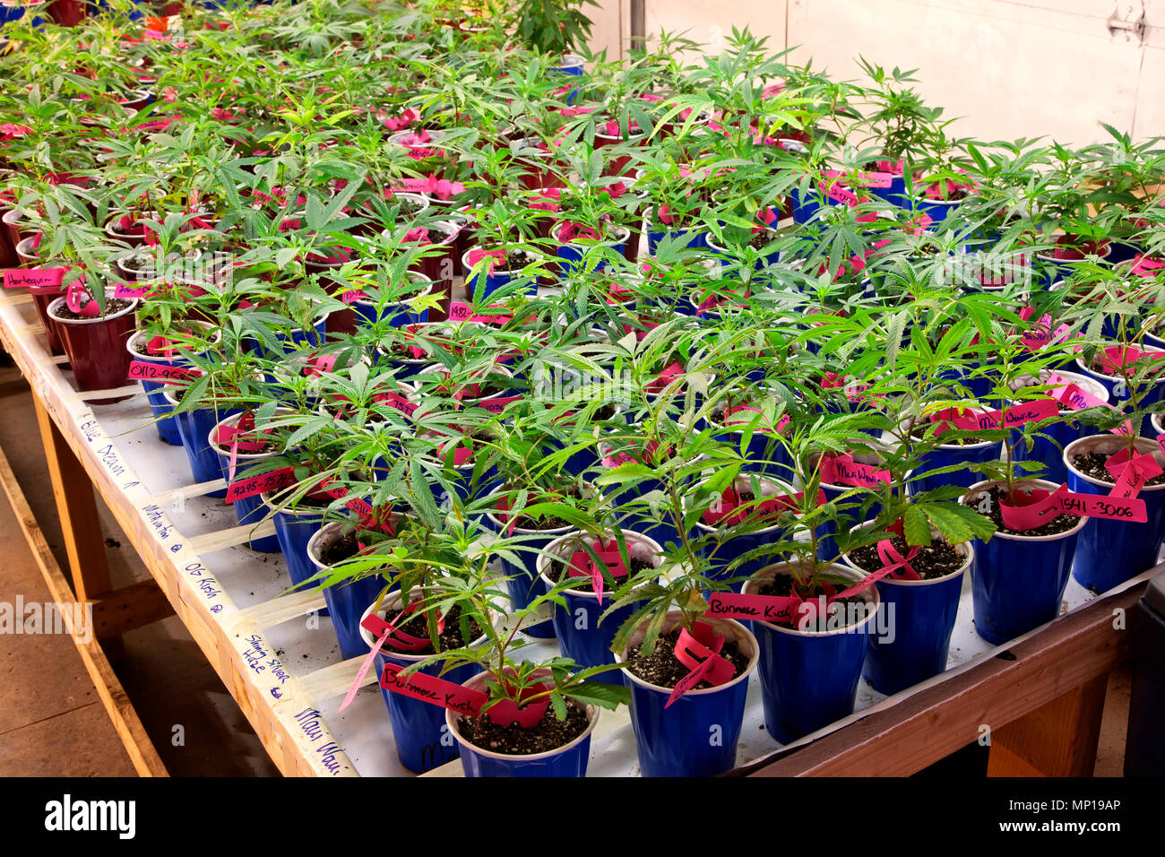 Los jóvenes 'Cannabis sativa' las plantas que crecen en contenedores, la iluminación artificial, vivero, granja de malezas, Estado de Washington. Foto de stock