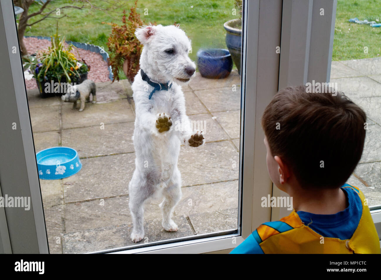 Un perro pequeño y un niño pequeño (5 años) mirando a través del cristal de la puerta del patio Foto de stock
