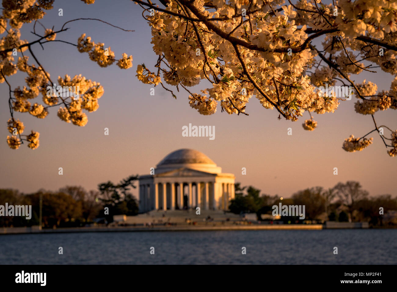Washington, DC, Festival de la flor de la Cereza Foto de stock