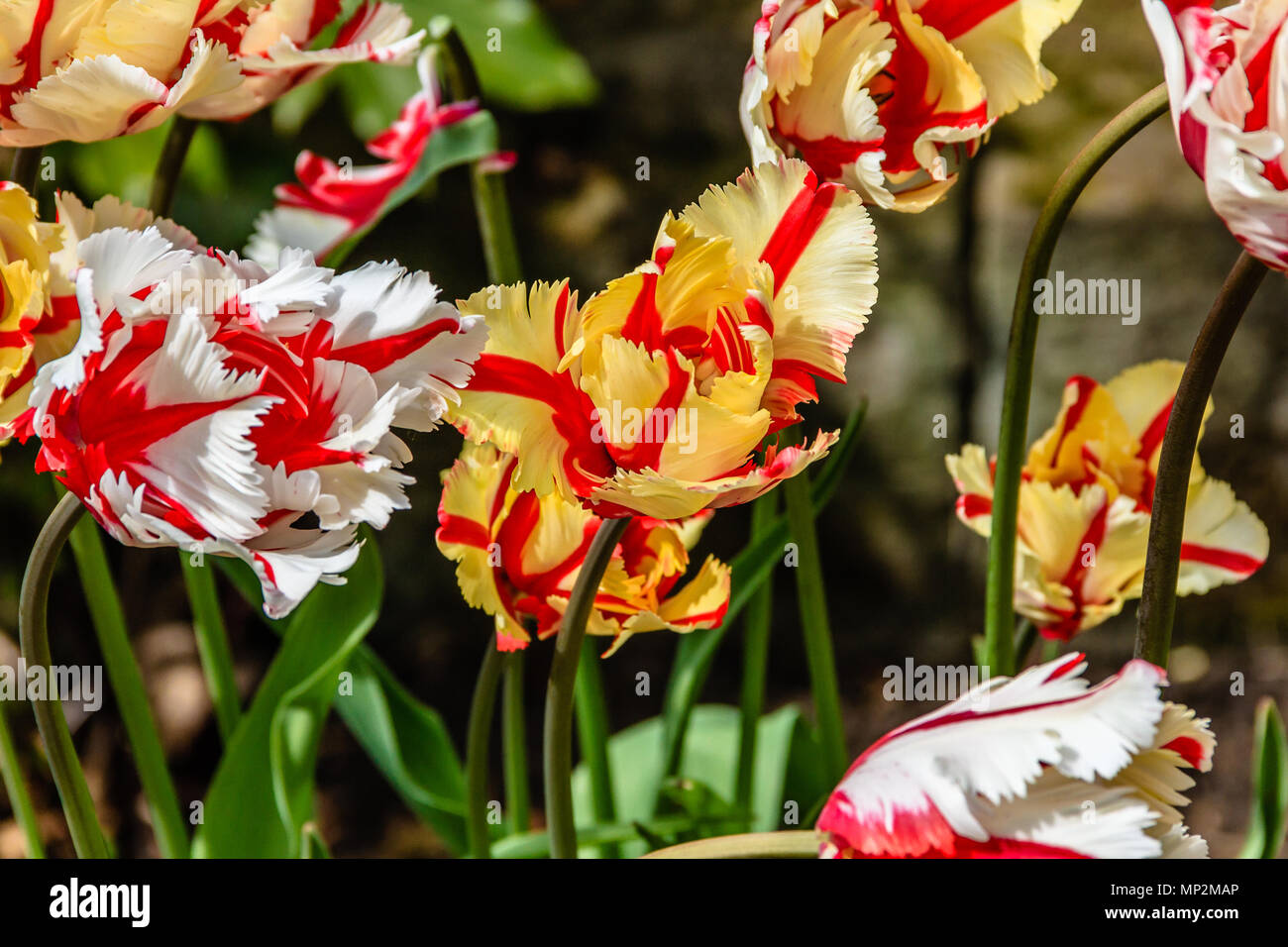 Parrot flamígero tulipanes, mayo de 2018 Foto de stock