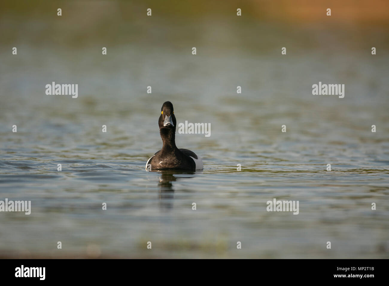 Tufted duck; Aythya fuligula, drake, a finales de verano luz del atardecer en un lago en Escocia Foto de stock