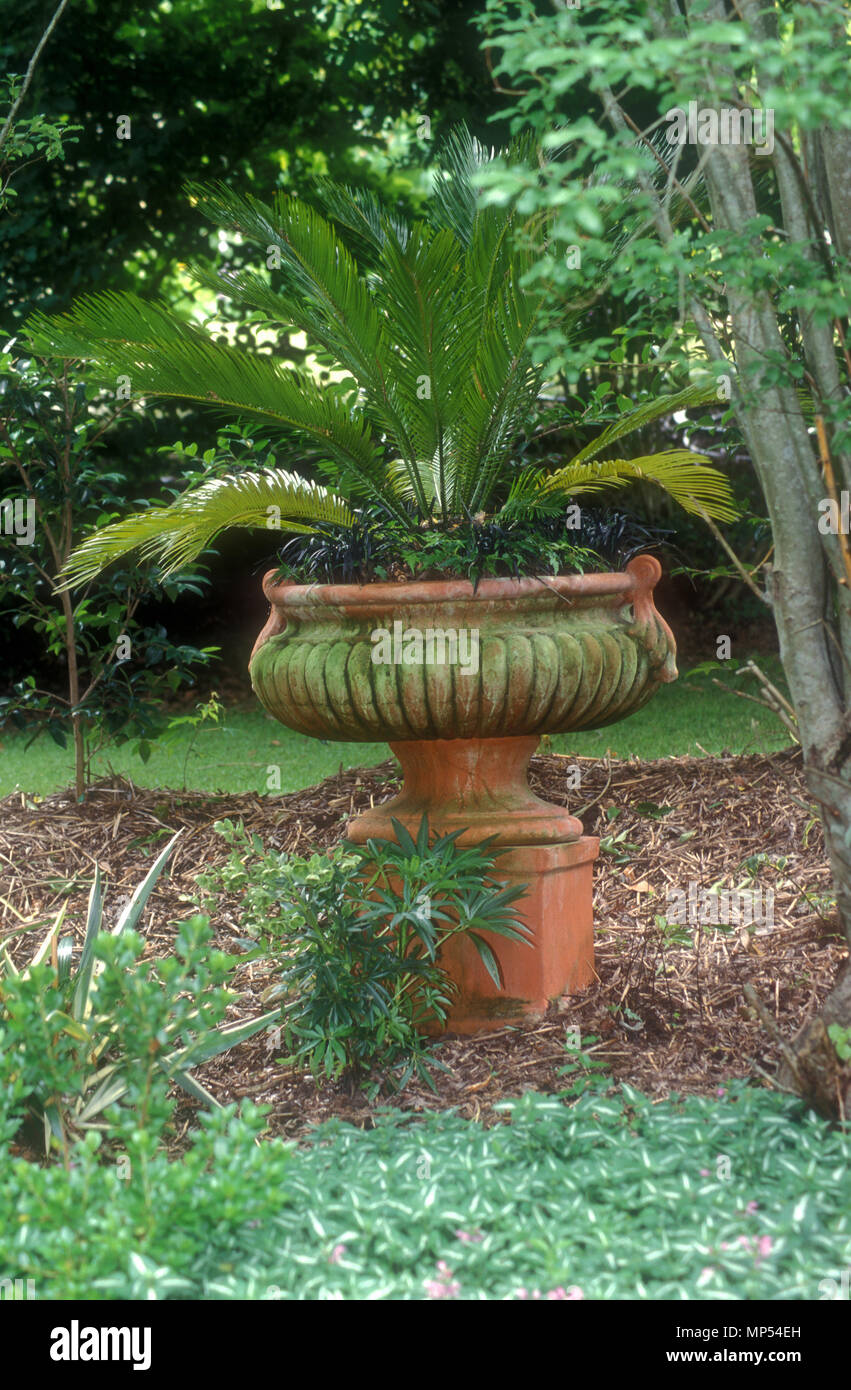 Maceta de barro al aire libre que contienen CÍCADA (Cycas revoluta