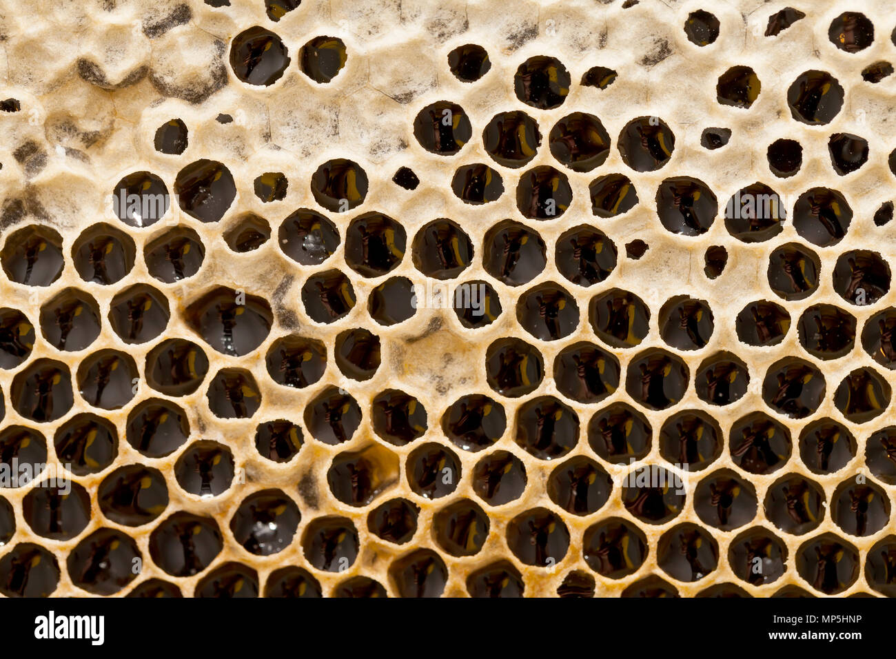 Panal de colmena llena de miel. Cera de abejas orgánica. Textura hexagonal. Macro Foto de stock