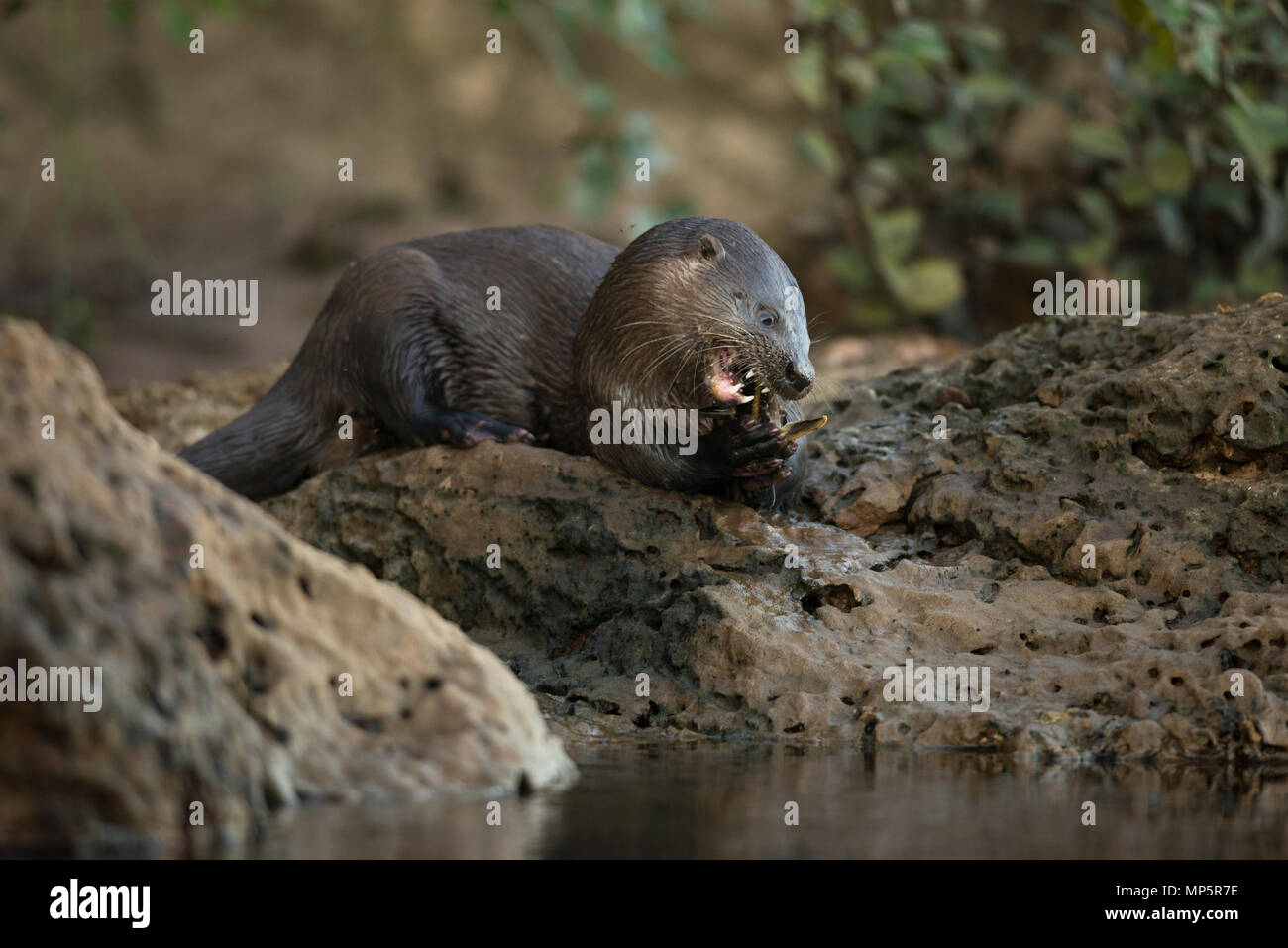 La nutria (Lontra longicaudis) comiendo un bagre en el sur de Pantanal, Brasil Foto de stock