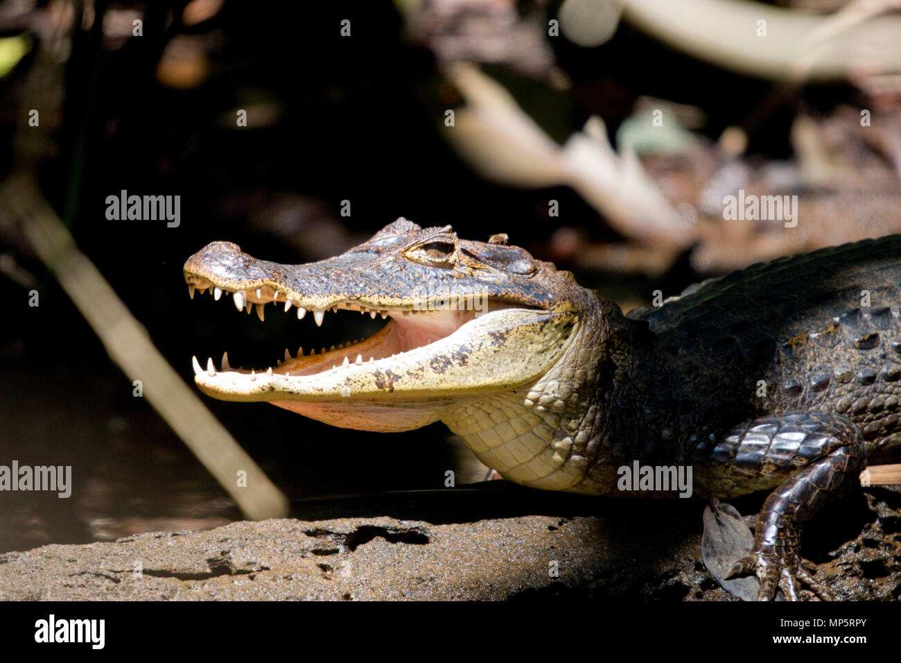 Caimán cocodrilos silvestres en América central Foto de stock