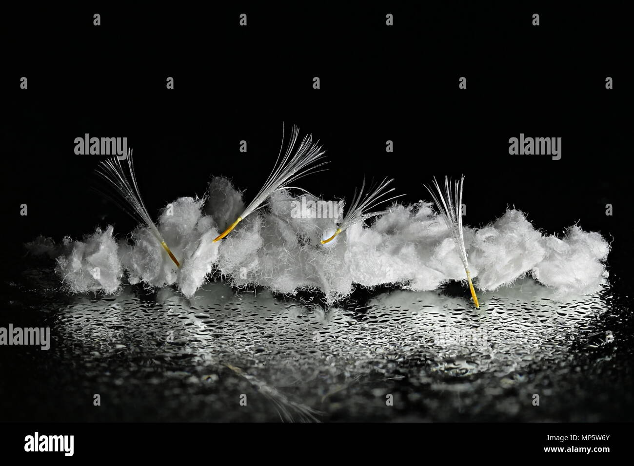 Planta de celulosa fotografías e imágenes de alta resolución - Alamy
