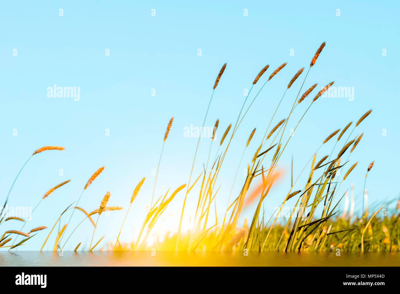 Floración la hierba en detalle - alergenos - Alergia en Alemania Foto de stock