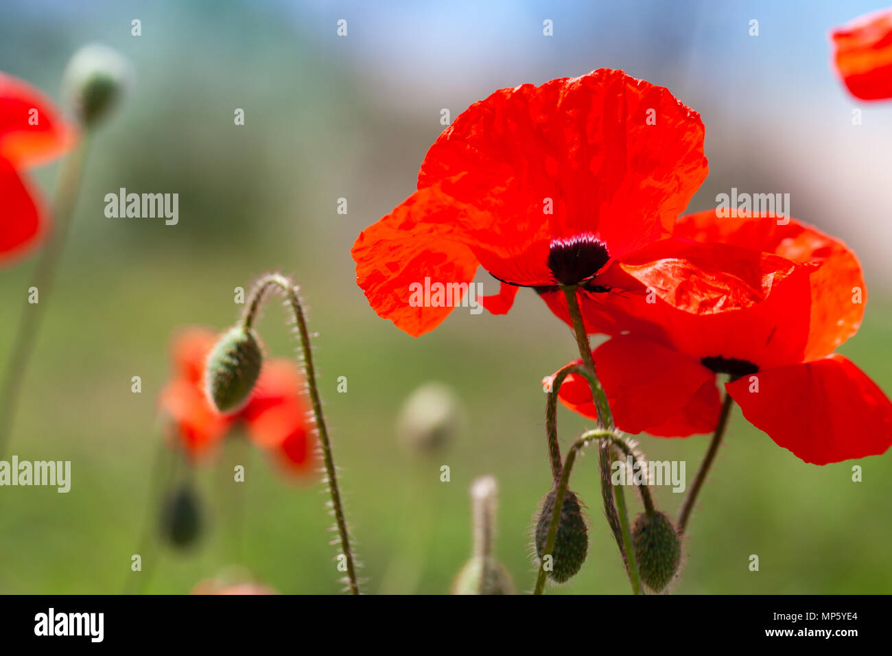 La amapola roja brillante de flores en verano, campo de cerca la foto con el desenfoque selectivo Foto de stock