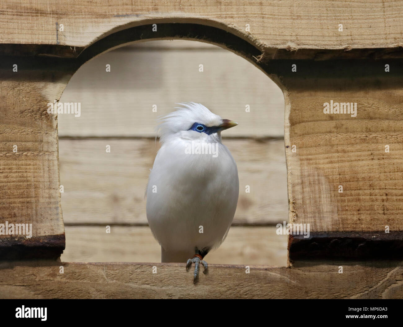 Bali Starling (leucopsar rothschildi) Foto de stock