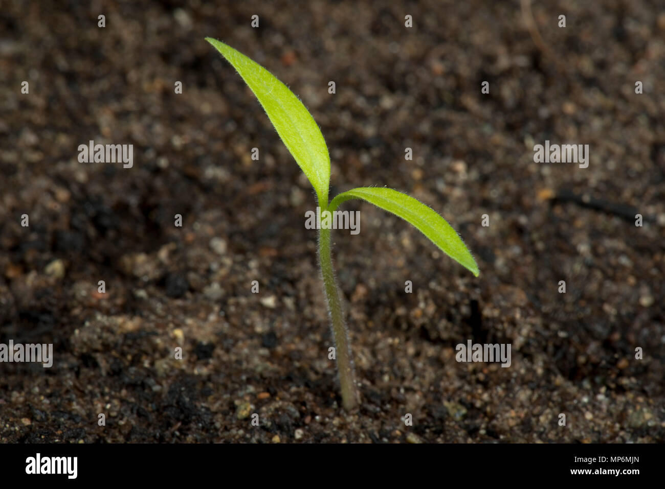 Delicia para los jardineros, plántulas de tomate cherry germinaron con cotiledones justo por encima del suelo Foto de stock