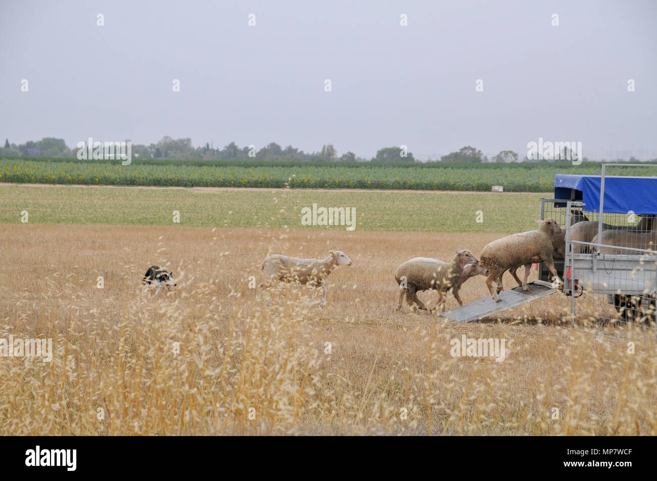 Ovejero rebaños de ovejas en un vagón de un conjunto de seis imágenes Foto de stock