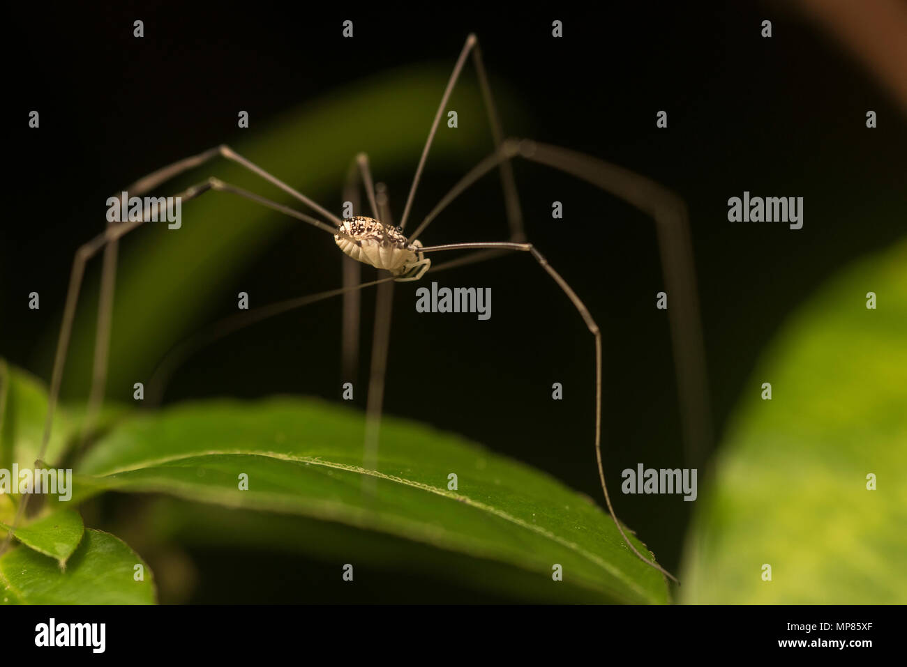 Un daddy longlegs también conocido como harvestman es un tipo de araña estrechamente relacionadas con las arañas. Foto de stock