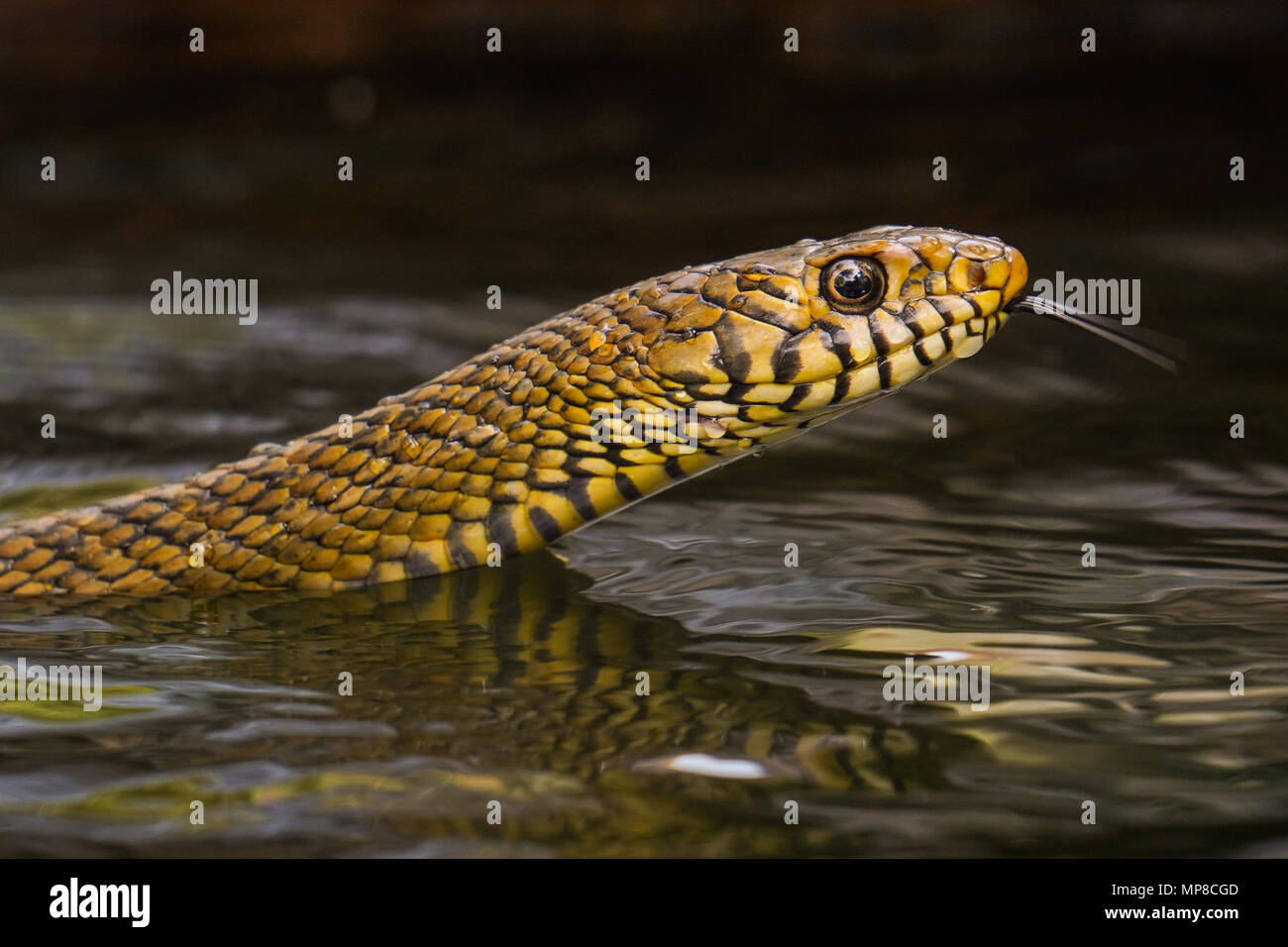 Rat Snake son miembros de la subfamilia Colubrinae de la familia colubridae. Son de tamaño mediano a grande constrictoras.Se alimentan de roedores y aves principalmente. Foto de stock