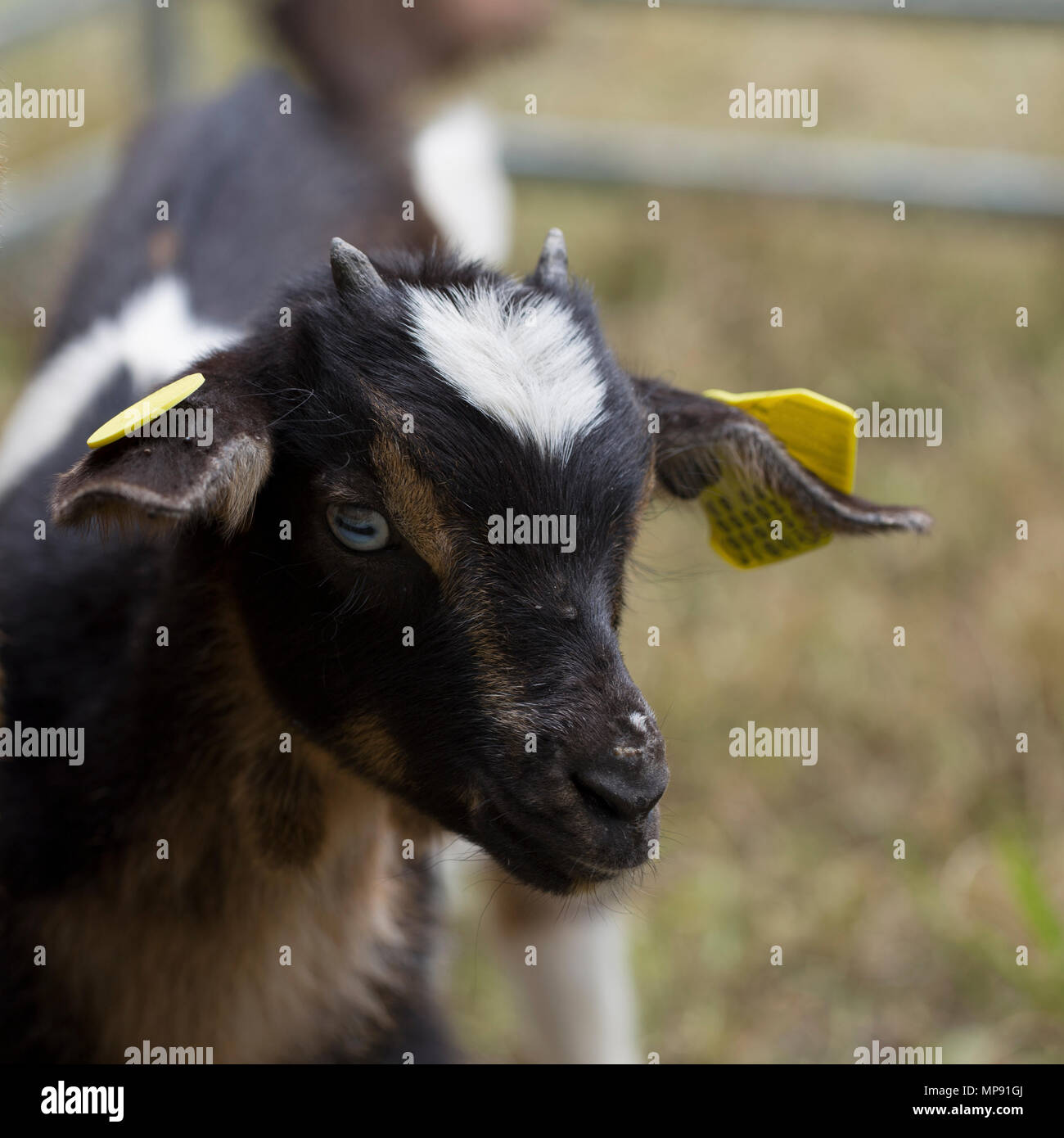 Cabra enana nigeriana fotografías e imágenes de alta resolución Alamy