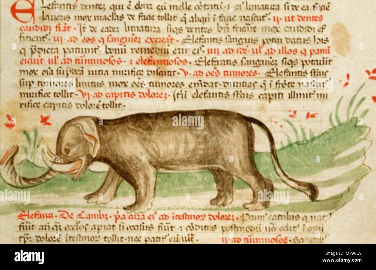 . Inglés corto (familia de elefantes Los Elephantidae) con colmillos y