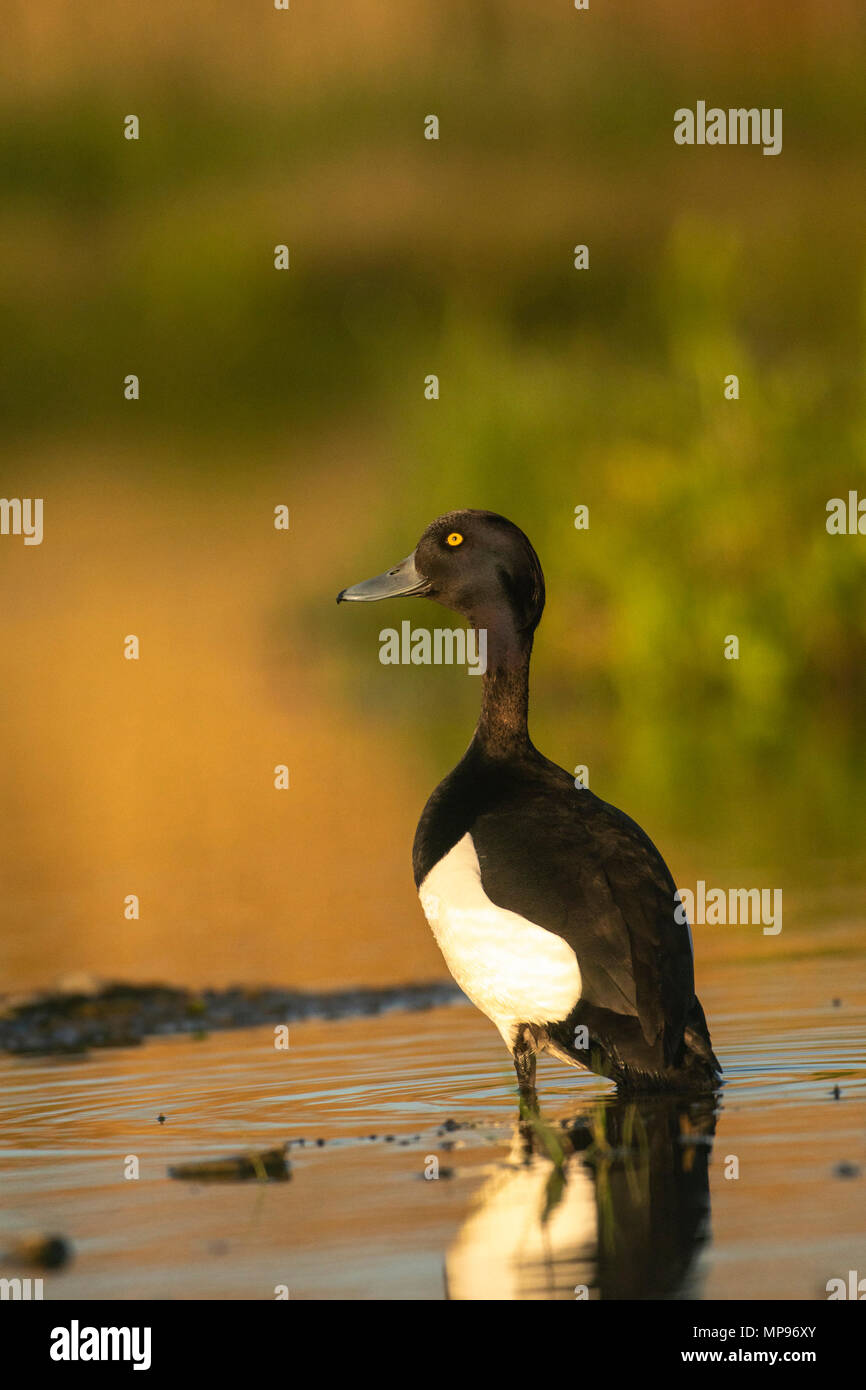 Tufted duck; Aythya fuligula, drake, cría plumaged, muelle en un lago escocés. Foto de stock
