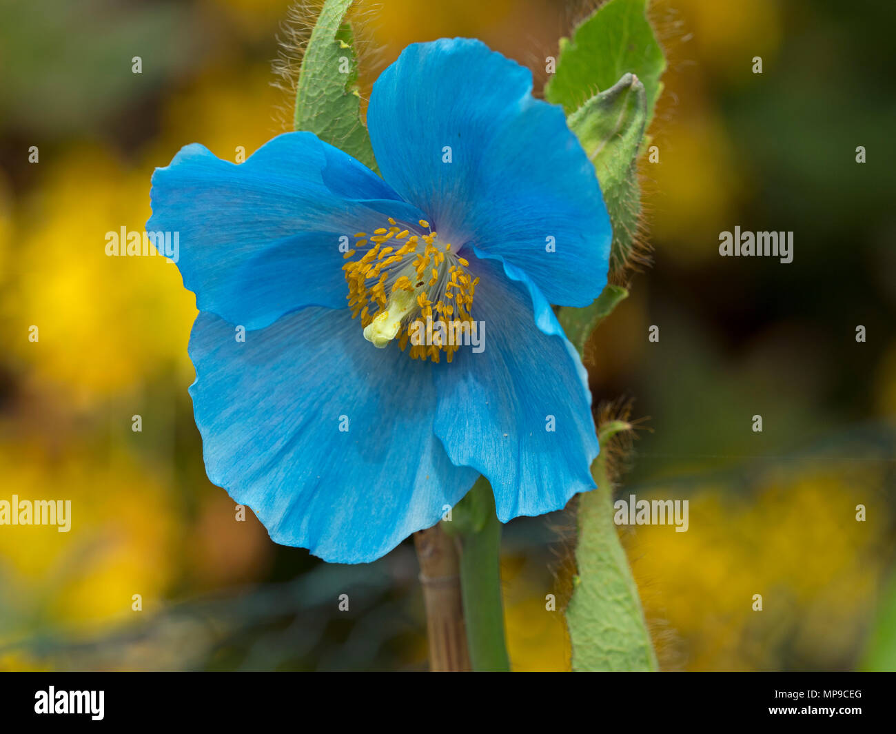 Amapola azul del himalaya meconopsis betonicifolia fotografías e