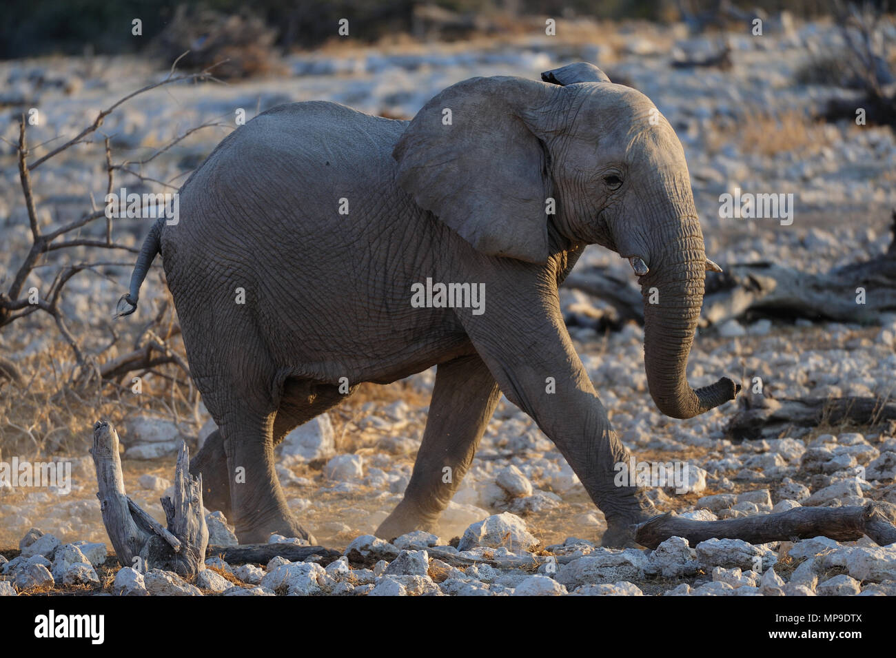 Elefante africano bull, parque nacional de Etosha, Namibia Foto de stock