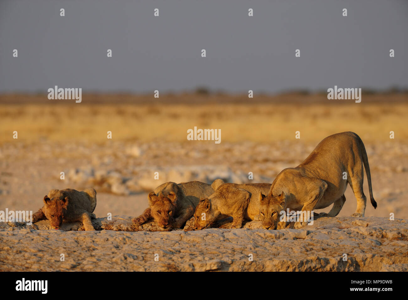 Manada leones fotografías e imágenes de alta resolución - Alamy