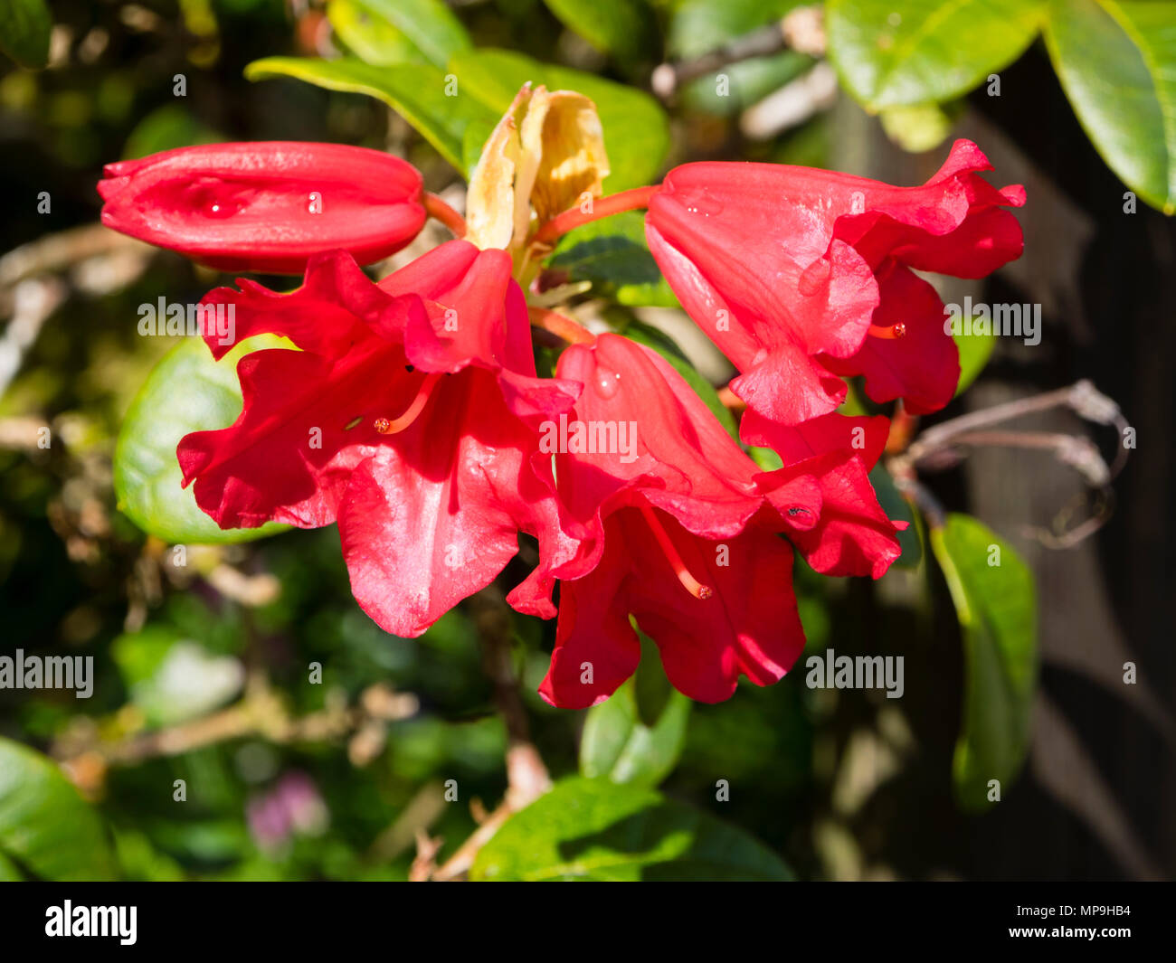 Las flores rojas agrupados en racimos pequeños de la compacta evergreen, Rhododendron 'scarlet pregunto' Foto de stock