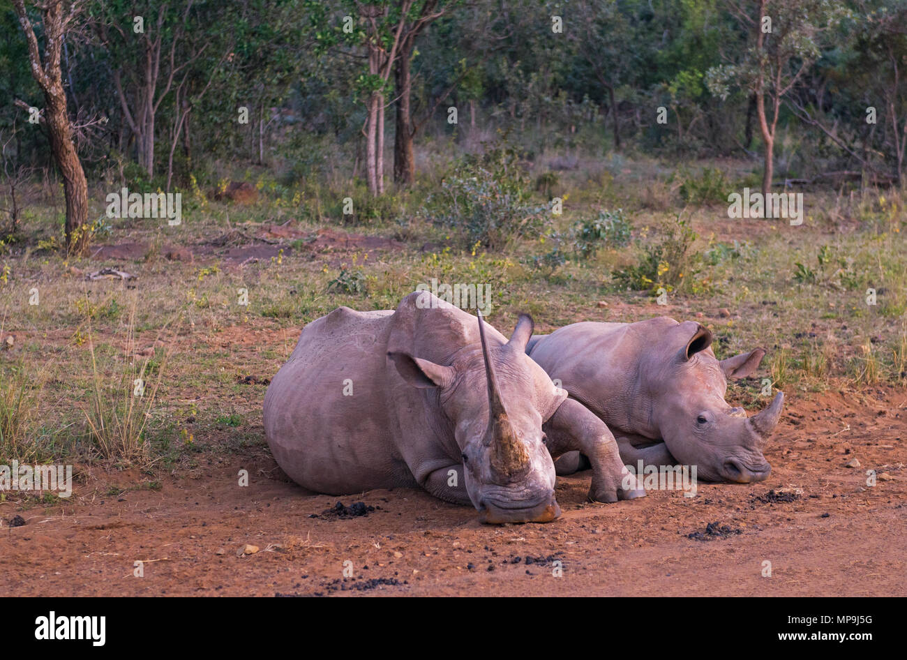 Un adulto de rinoceronte blanco (Ceratotherium simum) con el bebé en la sabana africana dentro de la Reserva de Caza de Entabeni, provincia de Limpopo, Sudáfrica. Foto de stock