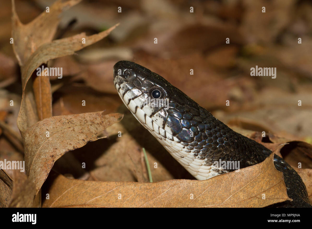 Close-up de un negro racer serpiente de las montañas Blue Ridge de Georgia, EE.UU.. Foto de stock