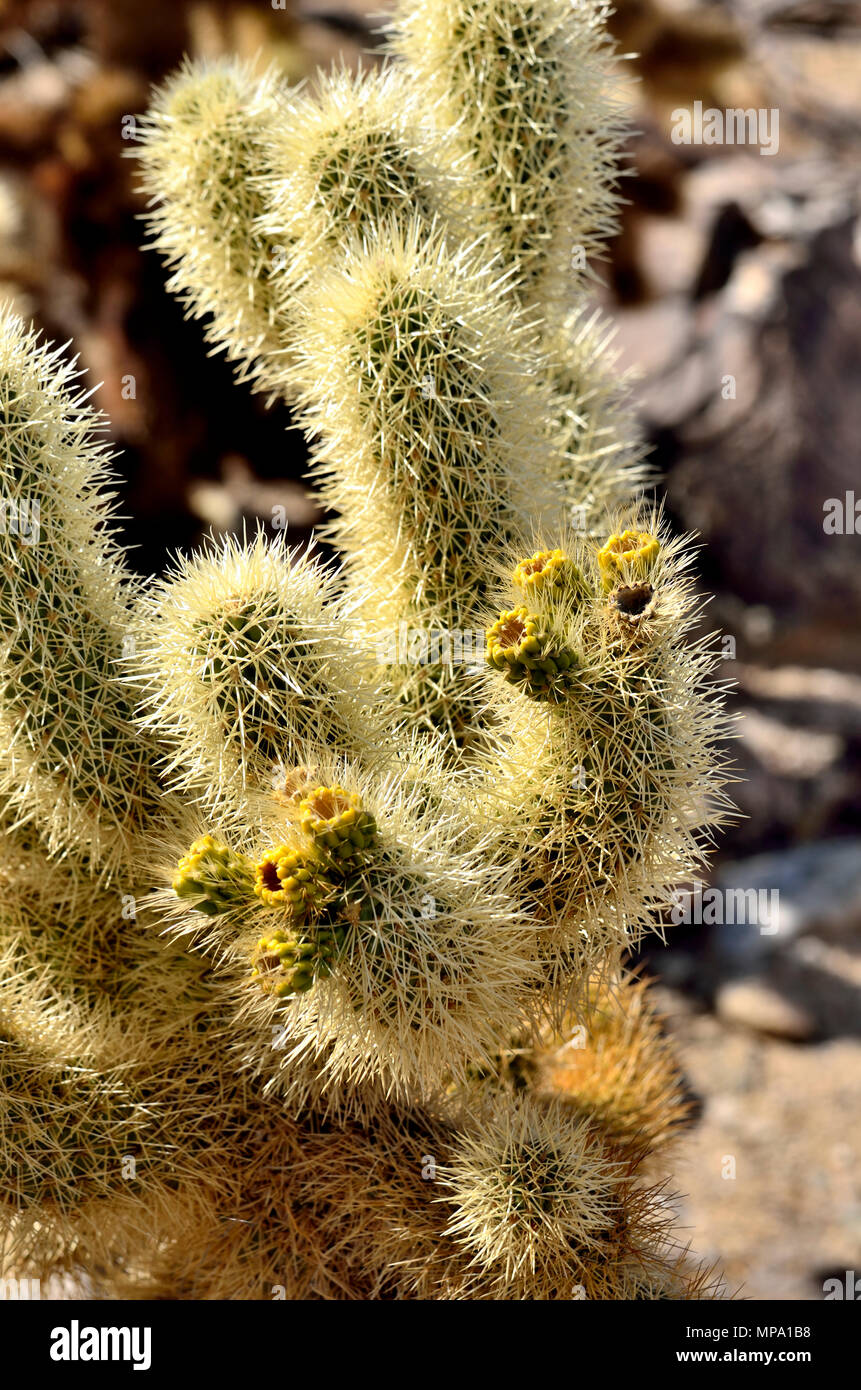 Teddy Bear Cholla blossoms, Opuntia bigelovii Cholla, Jardín de Cactus, el Parque Nacional Joshua Tree National Park, CA 73557 180315 Foto de stock