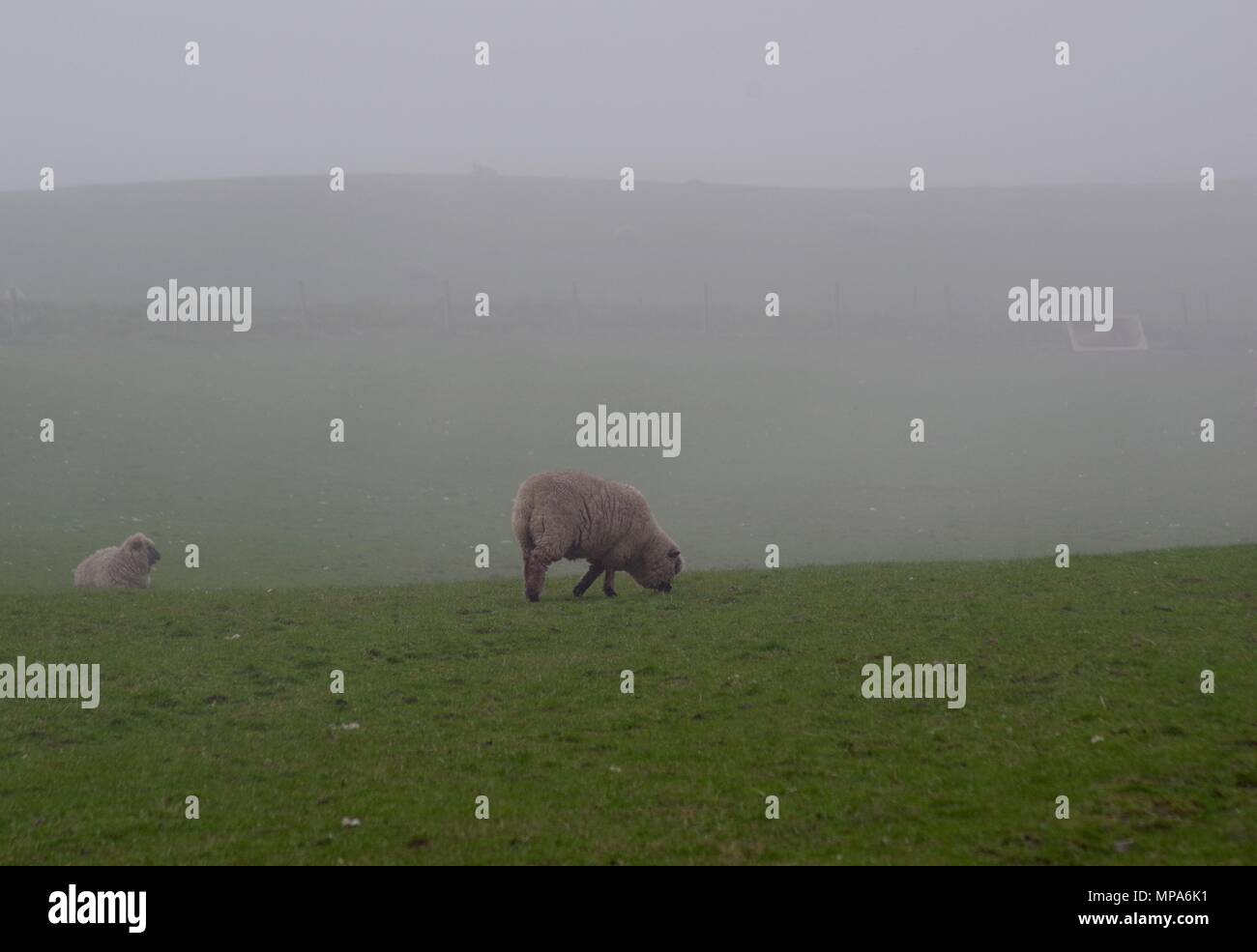 Woodland Whitefaced razas raras ovejas pastando en un campo nebuloso. Granja de fechorías. Cove Bay, Aberdeen, Escocia, Reino Unido. Mayo, 2018. Foto de stock