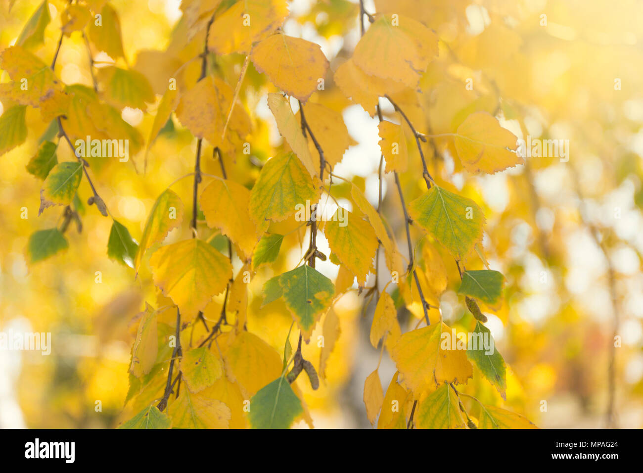 Otoño hojas amarillas de fondo. Foto de stock