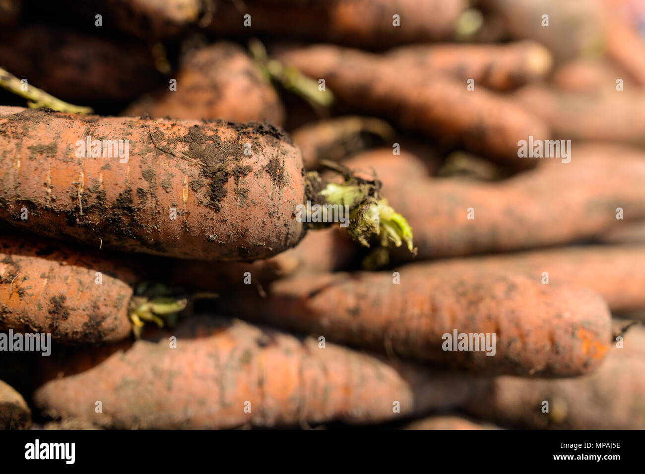 Primer plano de suciedad orgánica de zanahorias para la venta Foto de stock